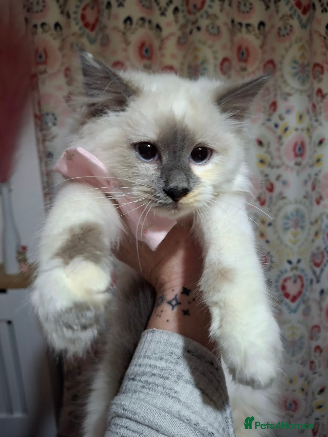 Ragcoon cats for sale: Beautiful Colourpoint Tortie Female Ragdoll Kitten - Image 4