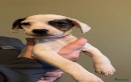 Mixed Breed dogs for sale: Adorable Jack Russell X Puppies - Ready Now - Image 9