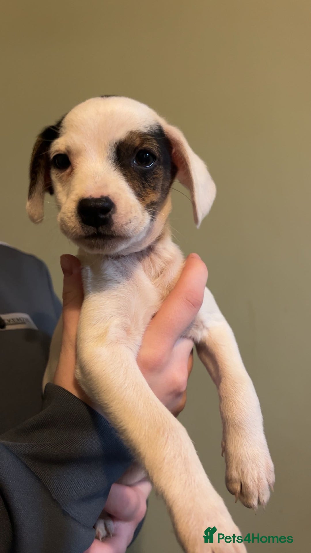 Mixed Breed dogs for sale: Adorable Jack Russell X Puppies - Ready Now - Image 9