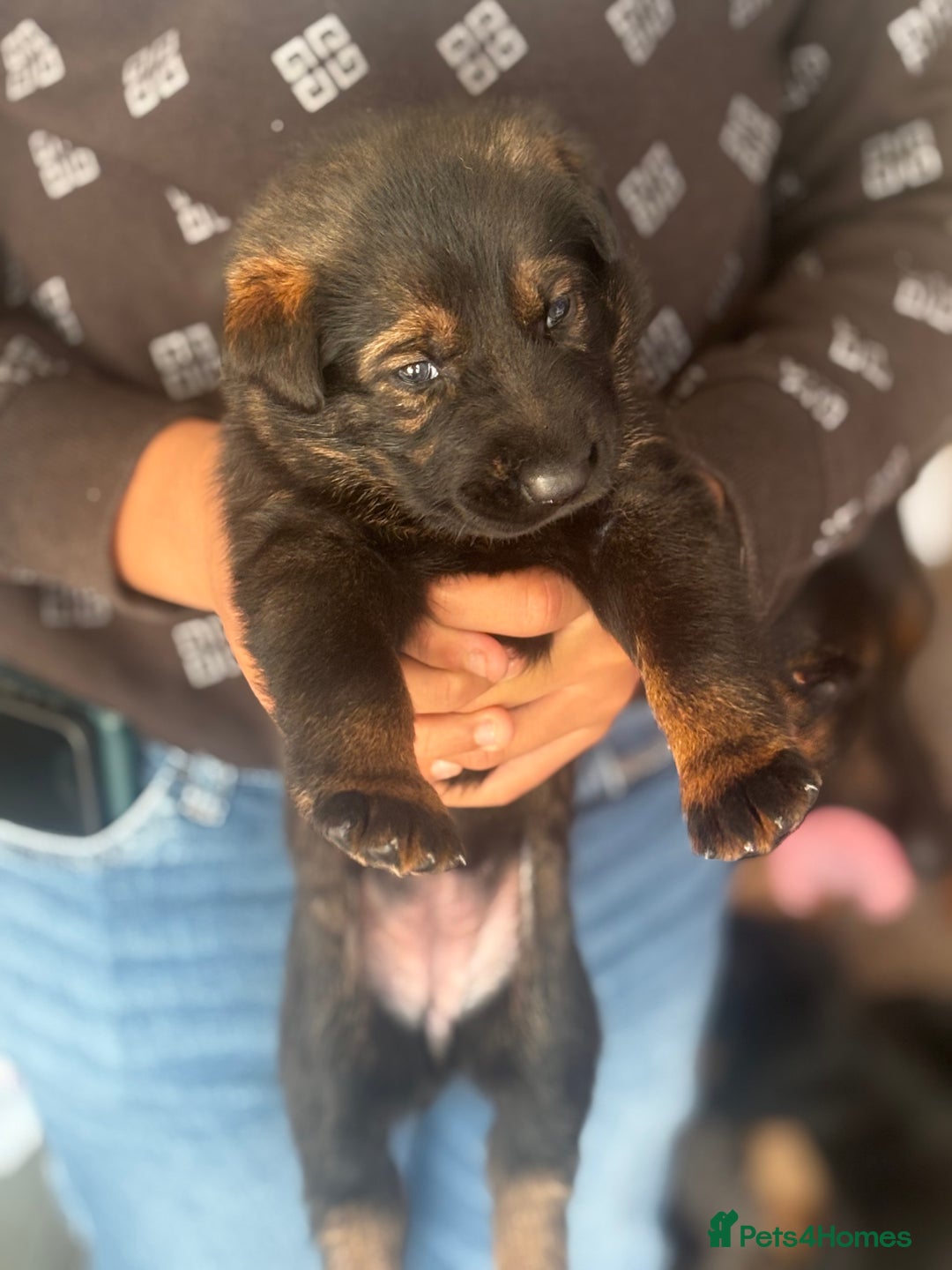 Mixed Breed dogs for sale: German shepherd x Chinese red dog puppies - Image 2