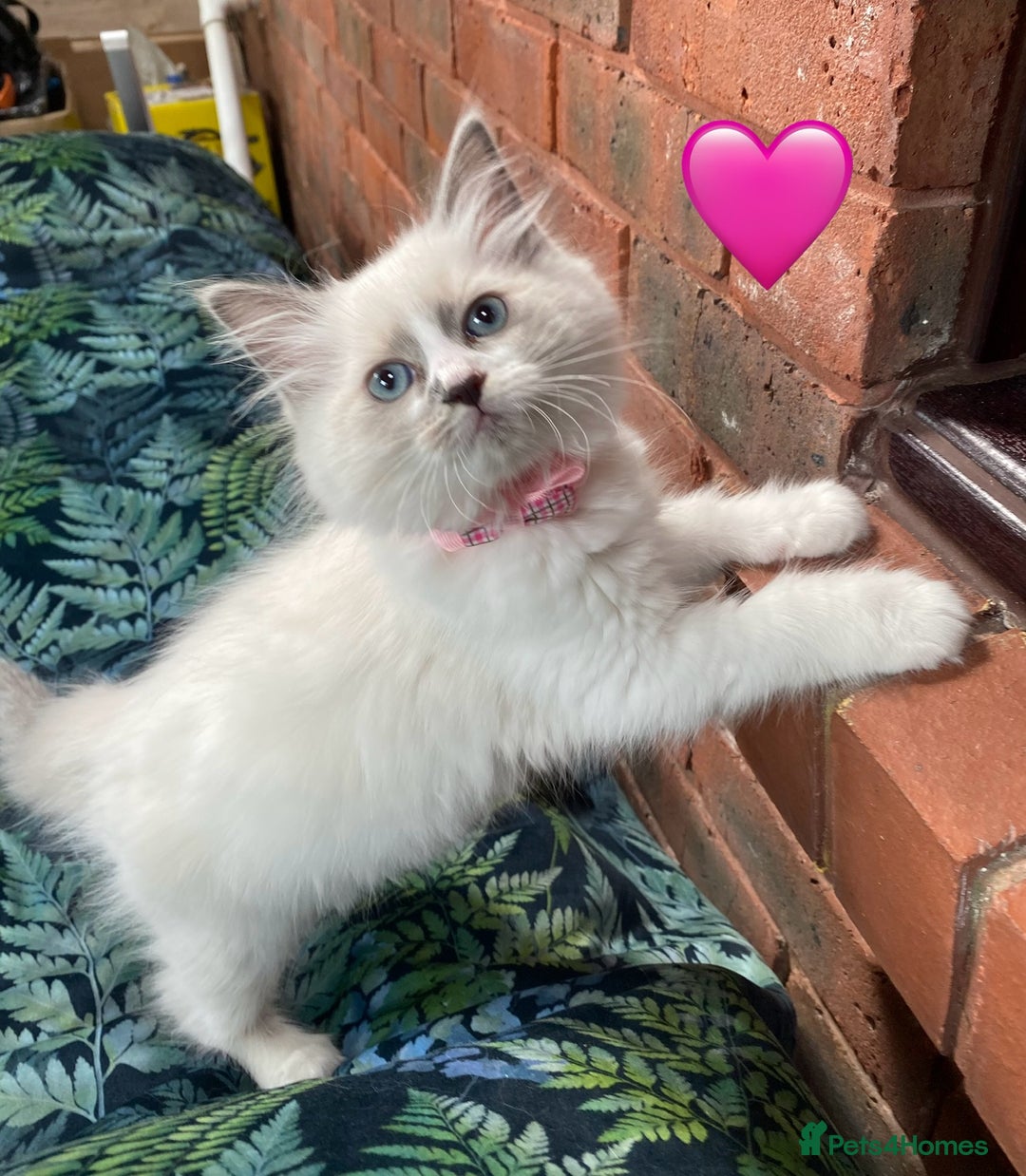 Ragdoll cats for sale: Ragdoll kittens one girl available  - Image 3