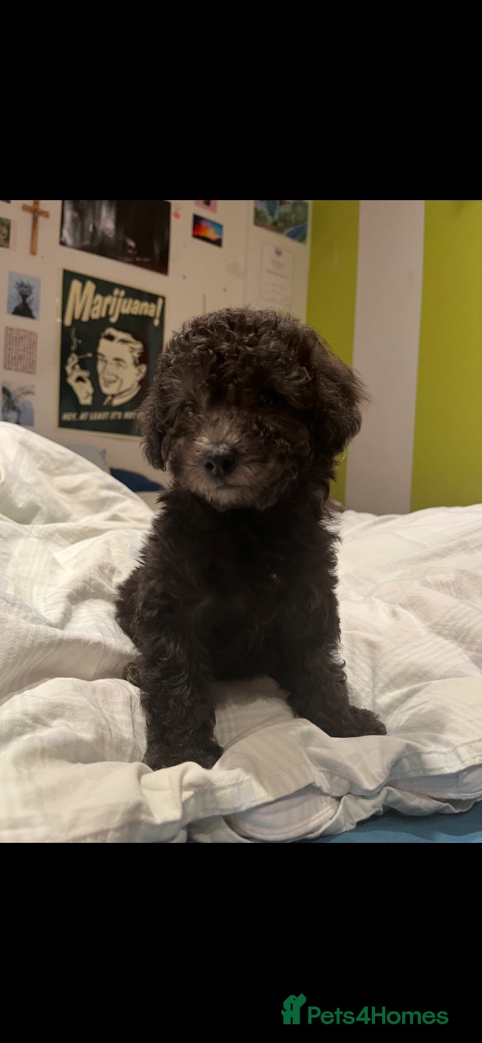 Toy Poodle dogs Female Toy Poodle Puppy, 8 weeks old - Advert 2