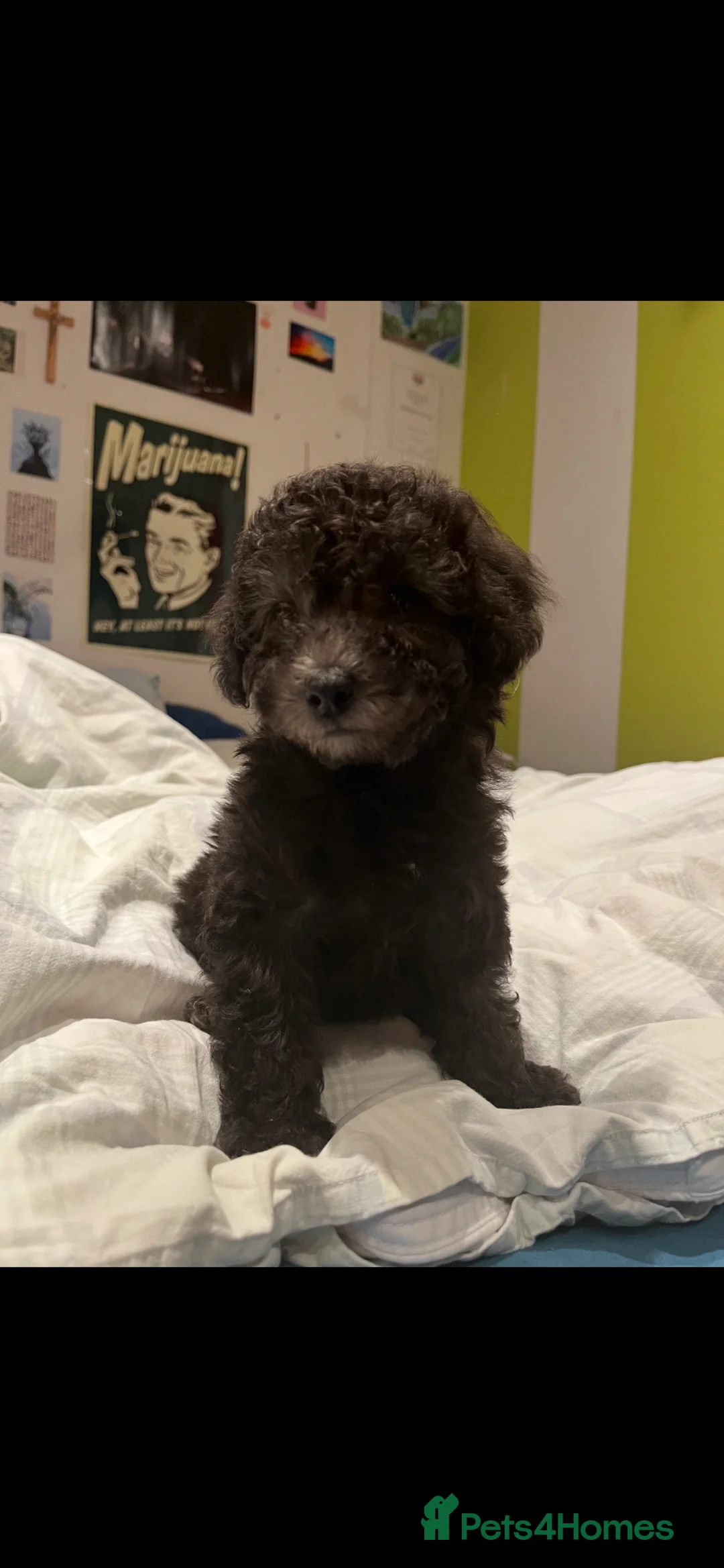 Toy Poodle dogs for sale: Female Toy Poodle Puppy, 8 weeks old - Advert 1