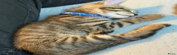 Domestic Shorthair cats for sale: Male tabby kitten for sale  - Advert 7
