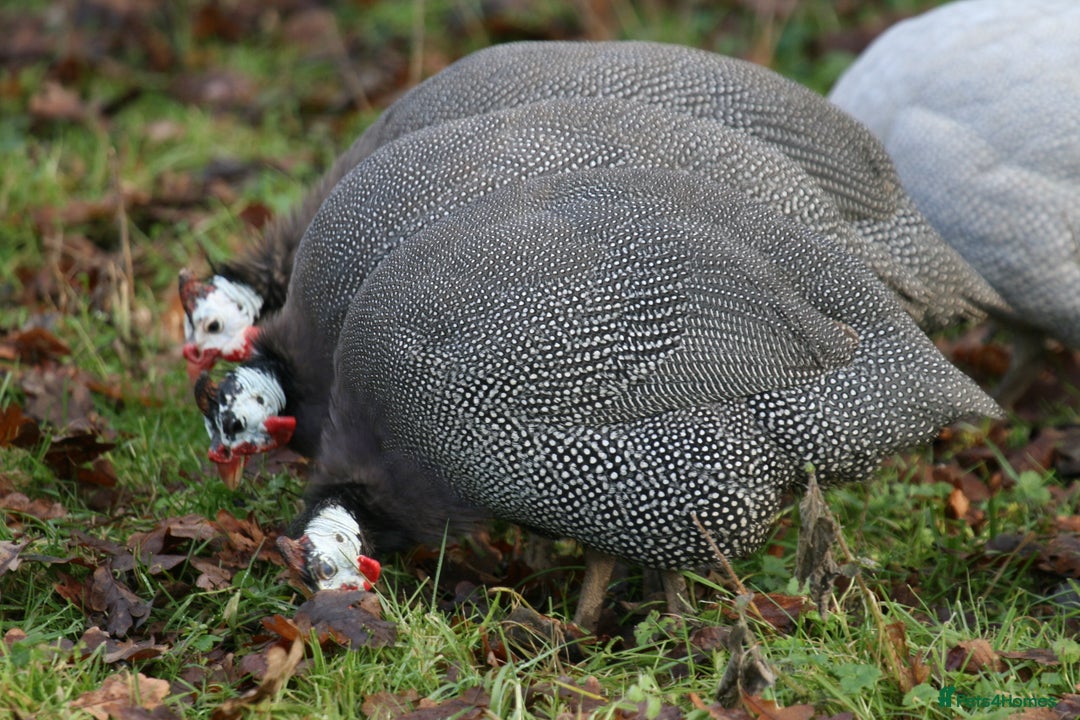 Guinea Fowl poultry for sale: Guinea Fowl bred on farm, free range  - Advert 1