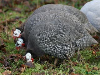 Guinea Fowl poultry Guinea Fowl bred on farm, free range - Advert 3
