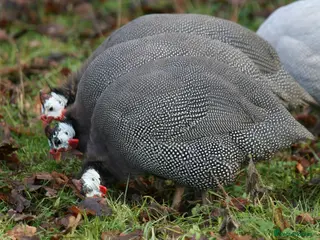Guinea Fowl poultry Guinea Fowl bred on farm, free range - Advert 5
