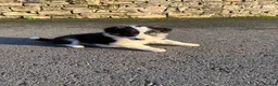 Border Collie dogs for sale: Beautiful Collie Pups - Ready for  **  - £895 - Advert 5