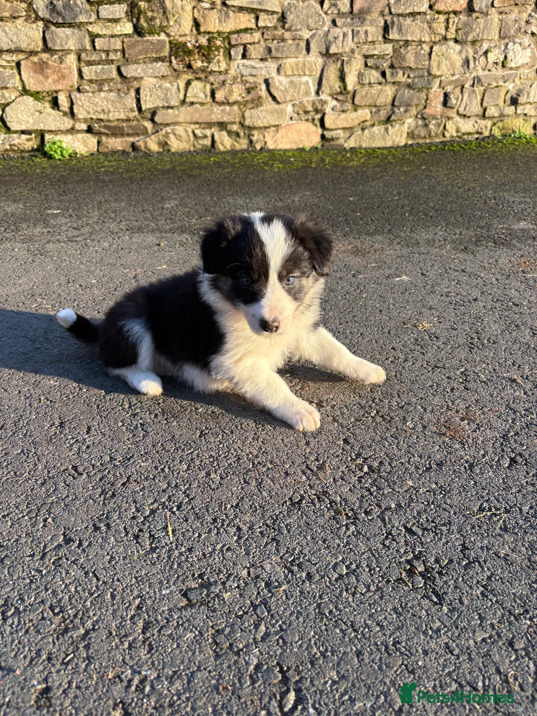 Border Collie dogs for sale: Beautiful Collie Pups - Ready for  **  - £895 - Advert 5