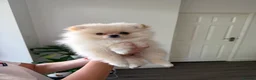Pomeranian dogs for sale: ❤️Stunning Teddy  Bear Pomeranian girls ❤️ - Advert 15