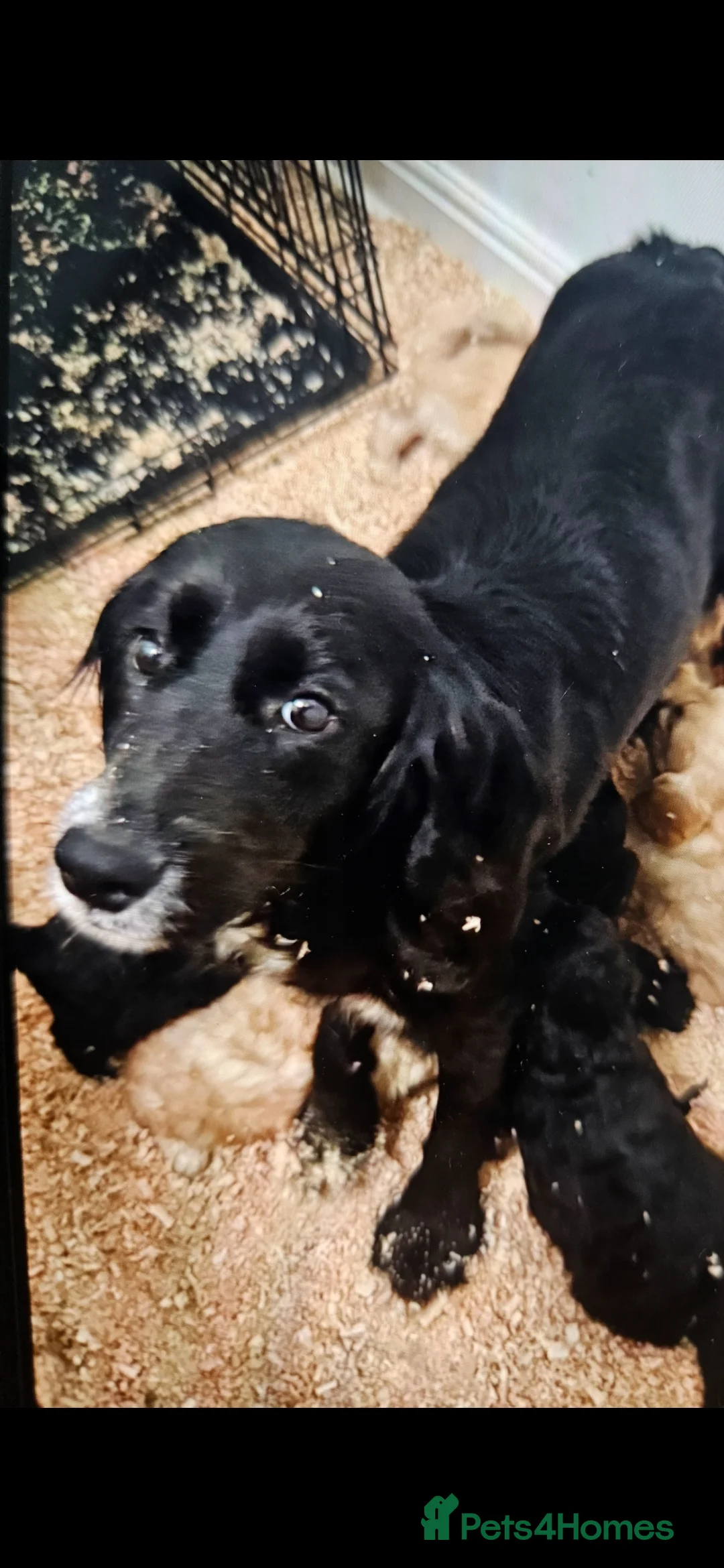 Cockapoo dogs for sale: Cockapoo  - Advert 1