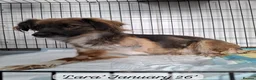Mixed Breed dogs for adoption: Lara, 6 yrs old approx. Available for adoption. - Advert 7