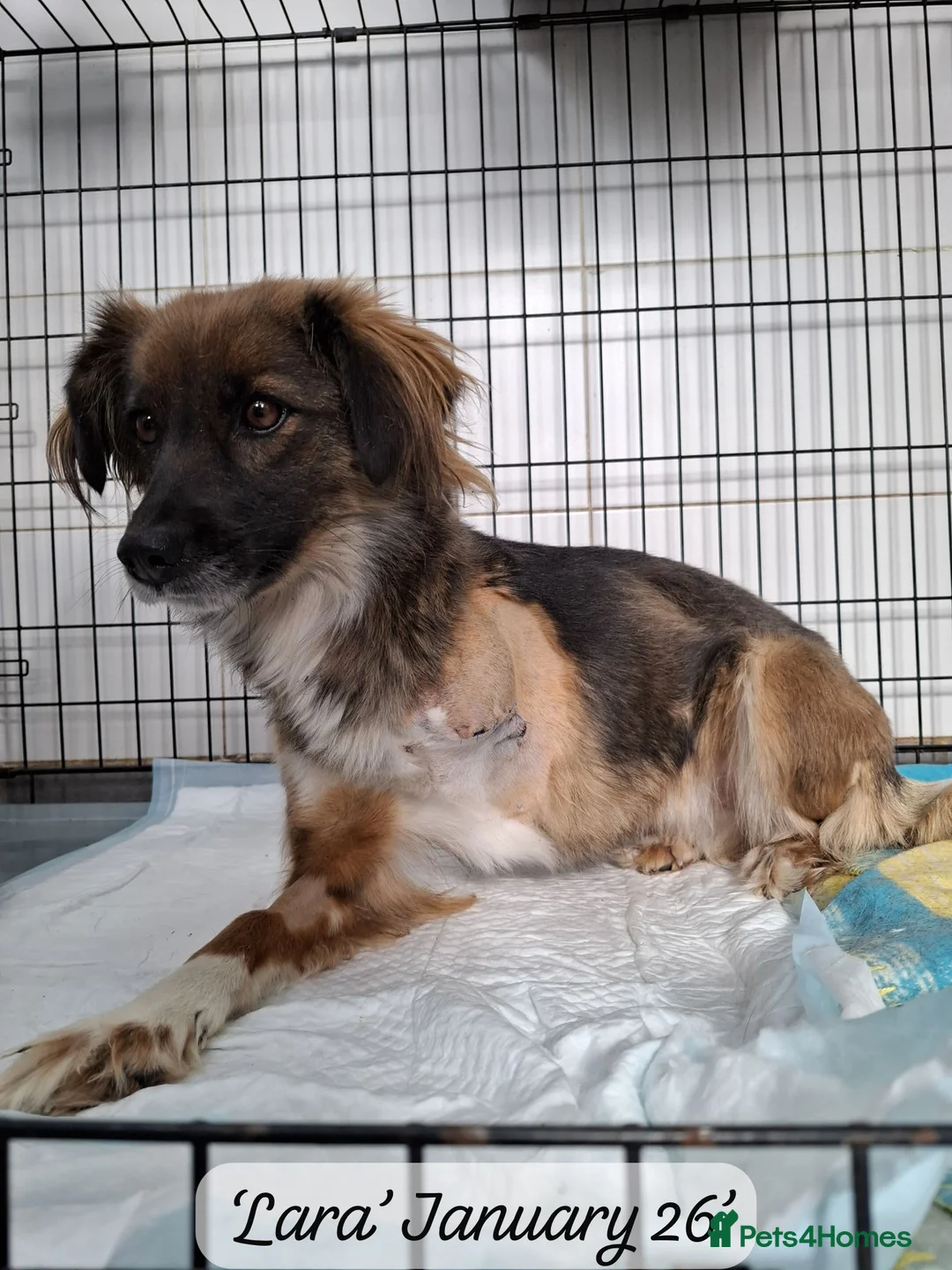 Mixed Breed dogs for adoption: Lara, 6 yrs old approx. Available for adoption. - Advert 7