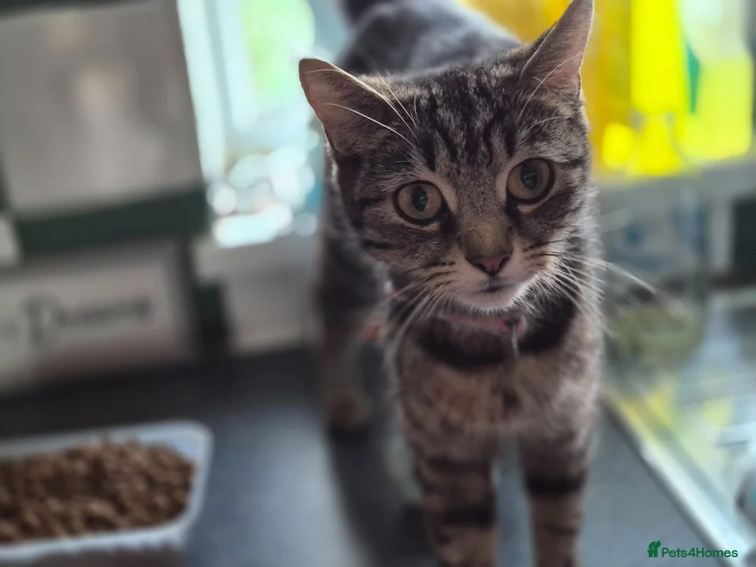 Mixed Breed cats for sale: 5 mixed kittens  - Advert 1