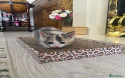 Russian Blue cats for sale: Kittens for sale  - Image 7