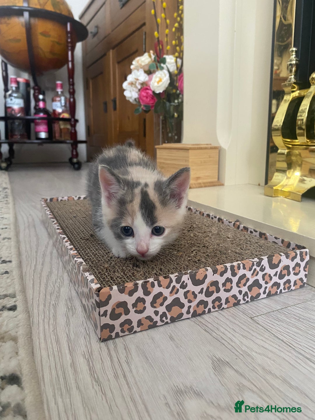 Russian Blue cats for sale: Kittens for sale  - Image 7