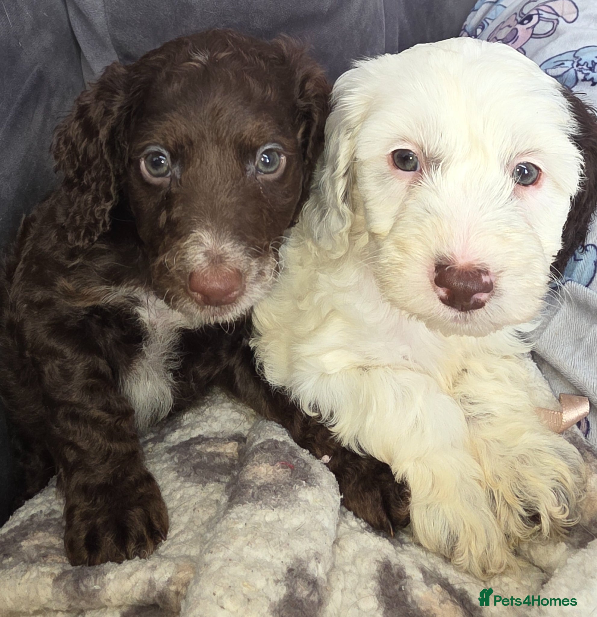 Cockapoo dogs Beautiful cockapoo puppies  - Advert 1