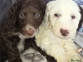 Cockapoo dogs Beautiful cockapoo puppies - Advert 1