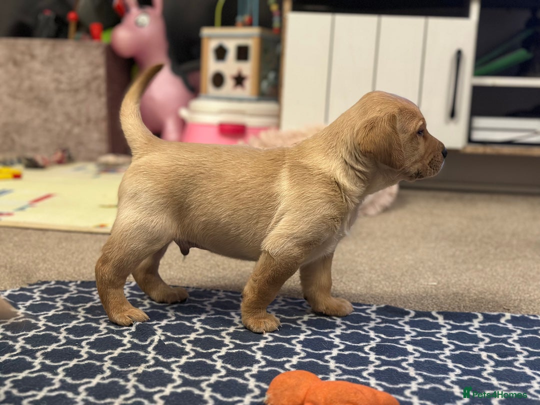 Golden Retriever dogs for sale: Friendly happy healthy, stunning puppies  - Advert 16