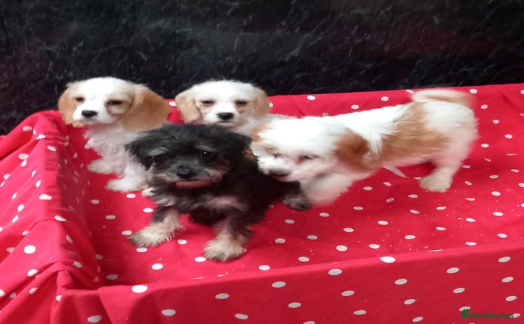 Cavapoo dogs - Advert 5