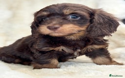 Mixed Breed dogs for sale: Gorgeous Daxi cross puppies  - Advert 1