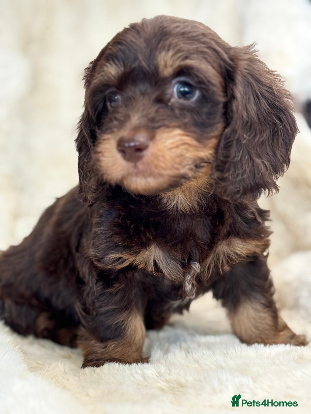 Mixed Breed dogs for sale: Gorgeous Daxi cross puppies  - Advert 1