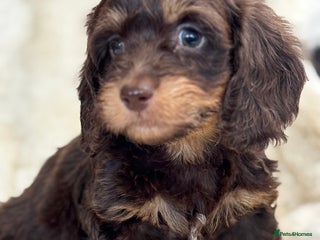 Mixed Breed dogs Gorgeous Daxi cross puppies - Advert 2