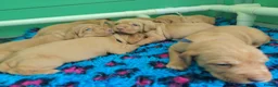 Hungarian Vizsla dogs for sale: Wirehaired vizslas  - Advert 11