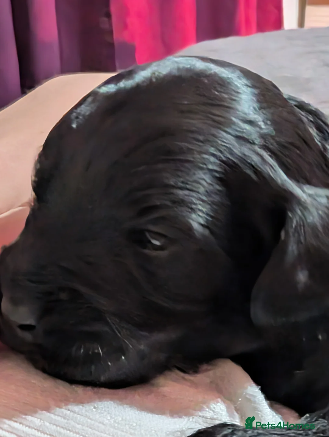 Cockapoo dogs for sale: F2b cockapoo pups Super Cute. Health test parents - Advert 37