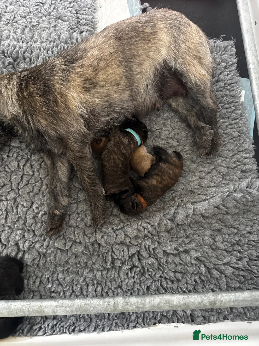 Cairn Terrier dogs for sale: KC Reg Cairn Terrier Pups – 3 Boys & 1 Girl - Advert 5