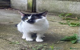 Mixed Breed cats for sale: Last kitty for sale!  - Advert 9