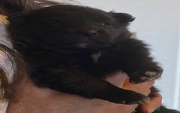 Pomsky dogs for sale: Pomsky Puppies For Sale - Image 2