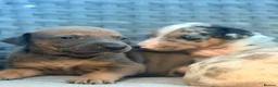 Lurcher dogs for sale: Beautiful Lurcher Pups - Advert 16