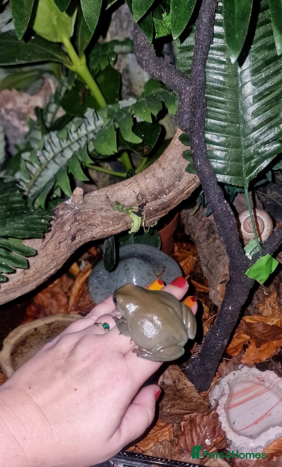 Frog reptiles for sale: Complete habitat with 2 adult White's tree frogs - Advert 3