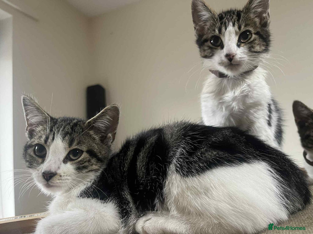 Mixed Breed cats for sale: 2 tabby kittens  - Image 14