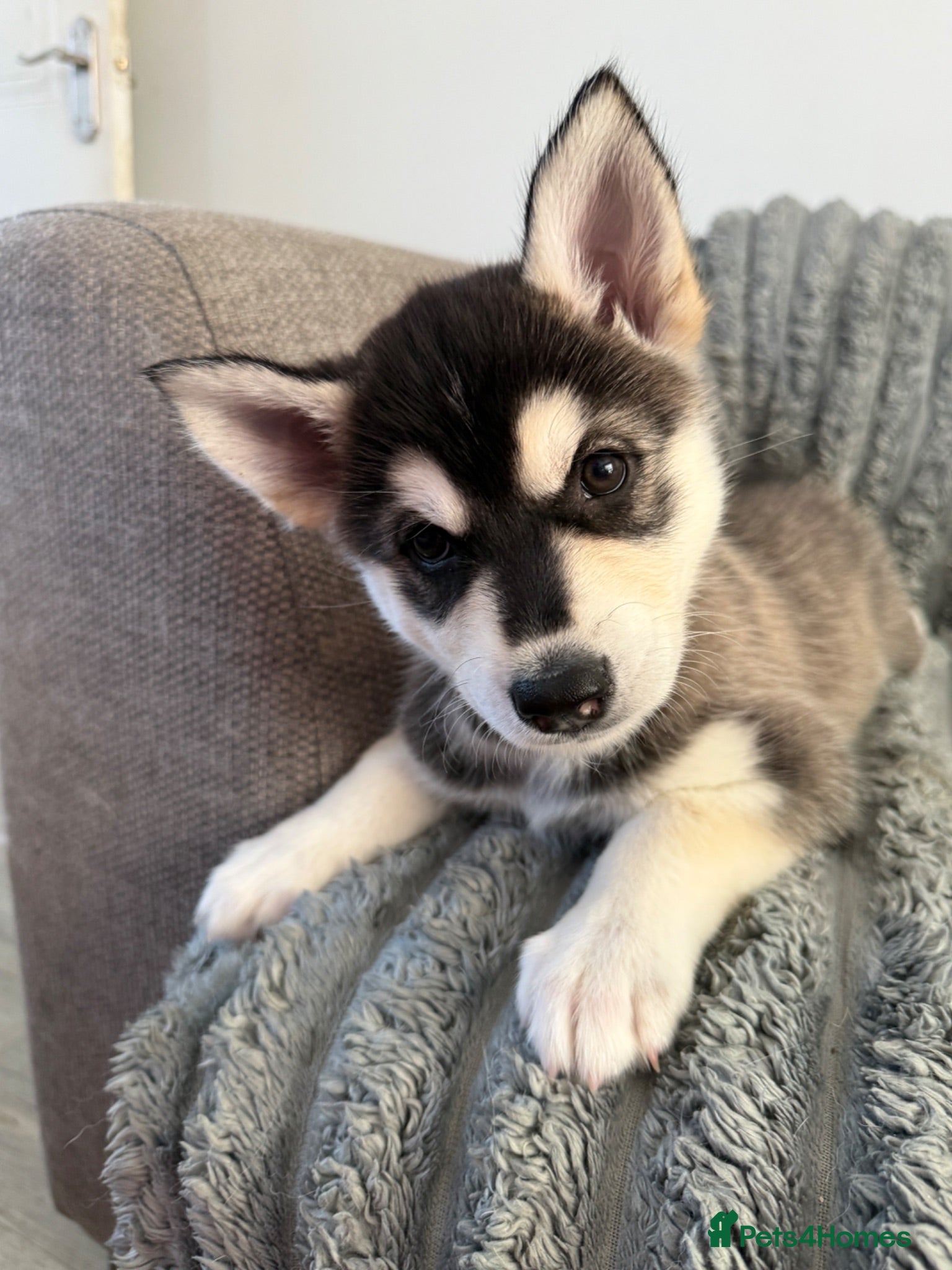 Mixed Breed dogs Beautiful Shepski puppies  - Advert 3