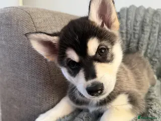 Mixed Breed dogs Beautiful Shepski puppies - Advert 3