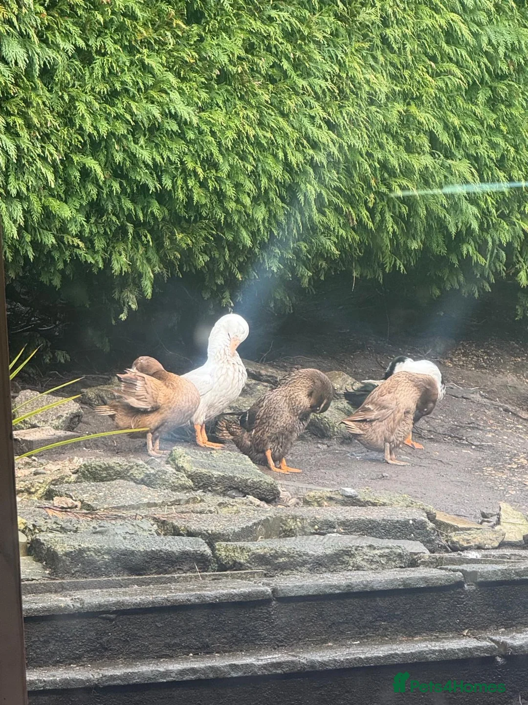 Ducks poultry for sale: 🦆 9 Ducks – At Point of Lay 🥚 in Swansea - Advert 2