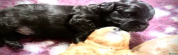 Mixed Breed dogs for sale: Shorkie poo puppies  in Belper - Advert 8