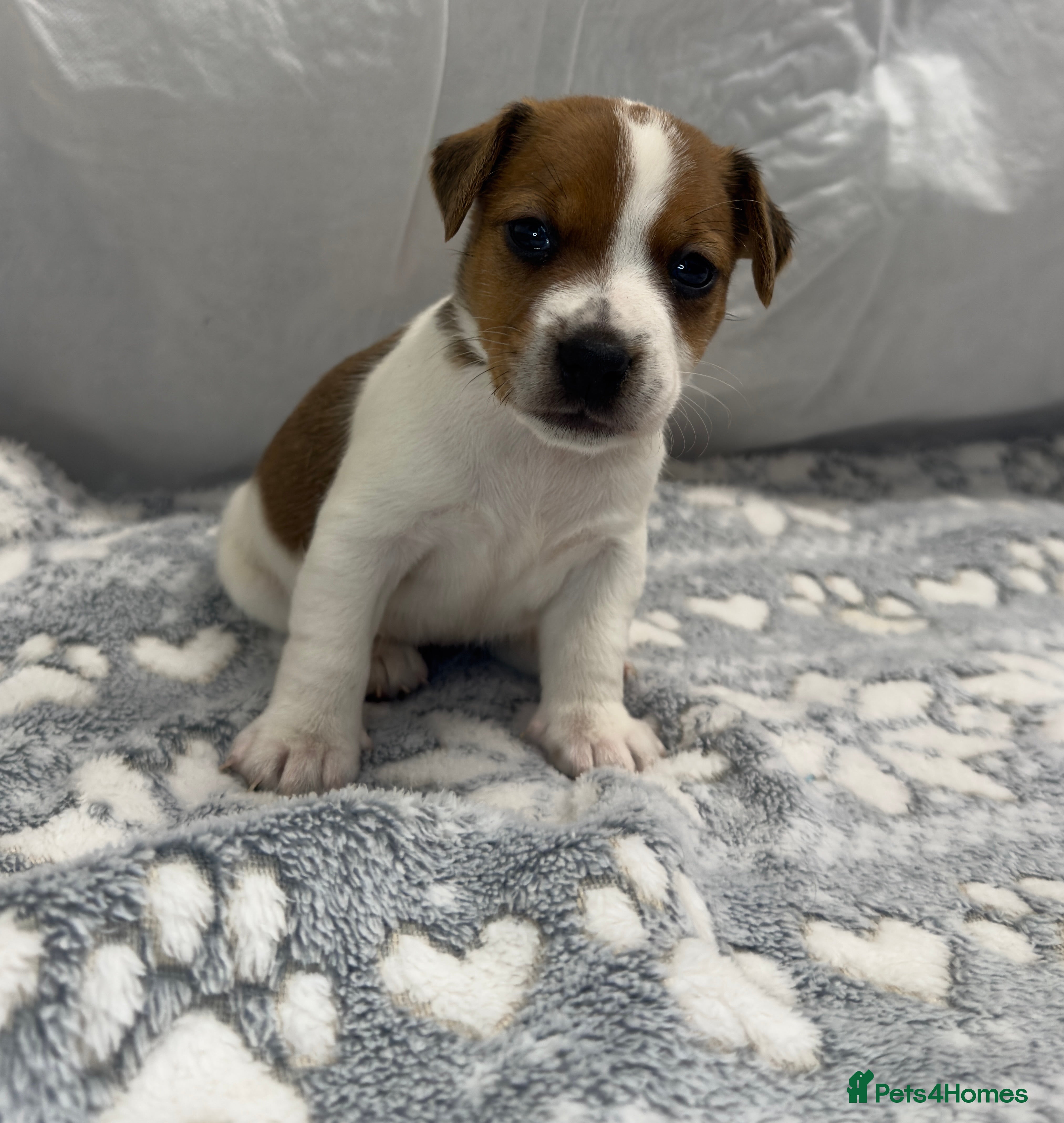 Jack Russell dogs Bred From Health Tested Parents Jack Russell Pups - Advert 5