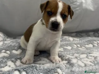 Jack Russell dogs Bred From Health Tested Parents Jack Russell Pups - Advert 5