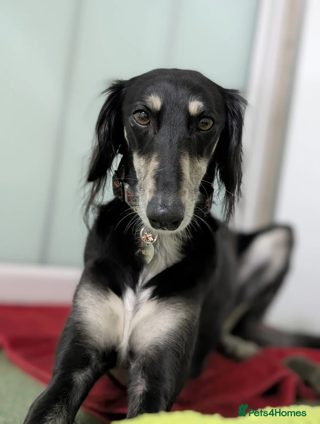 Saluki dogs for adoption: Charlotte - Advert 1