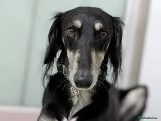 Saluki dogs Charlotte - Advert 1