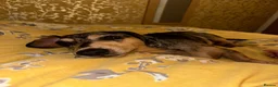 Dachshund dogs for sale: 7 year old Dachshund in Winsford - Advert 3