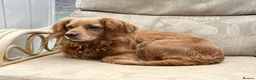 Cockapoo dogs for sale: Miniature cockapoo’s  - Advert 16