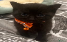 Mixed Breed cats for sale: Mixed breed adorable kittens in Waltham Cross - Image 29