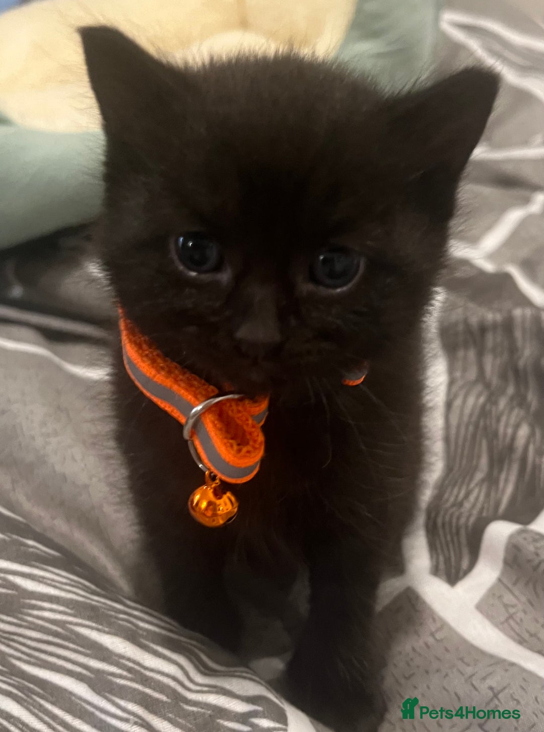 Mixed Breed cats for sale: Mixed breed adorable kittens in Waltham Cross - Image 29