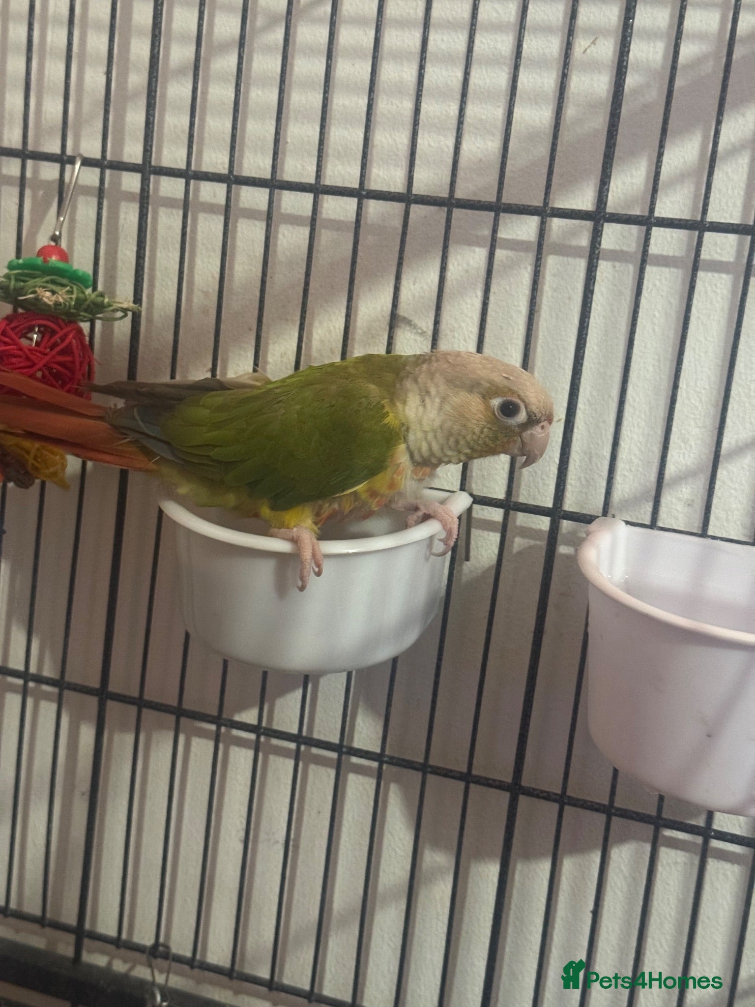 Parrots birds Sun conure - Advert 1