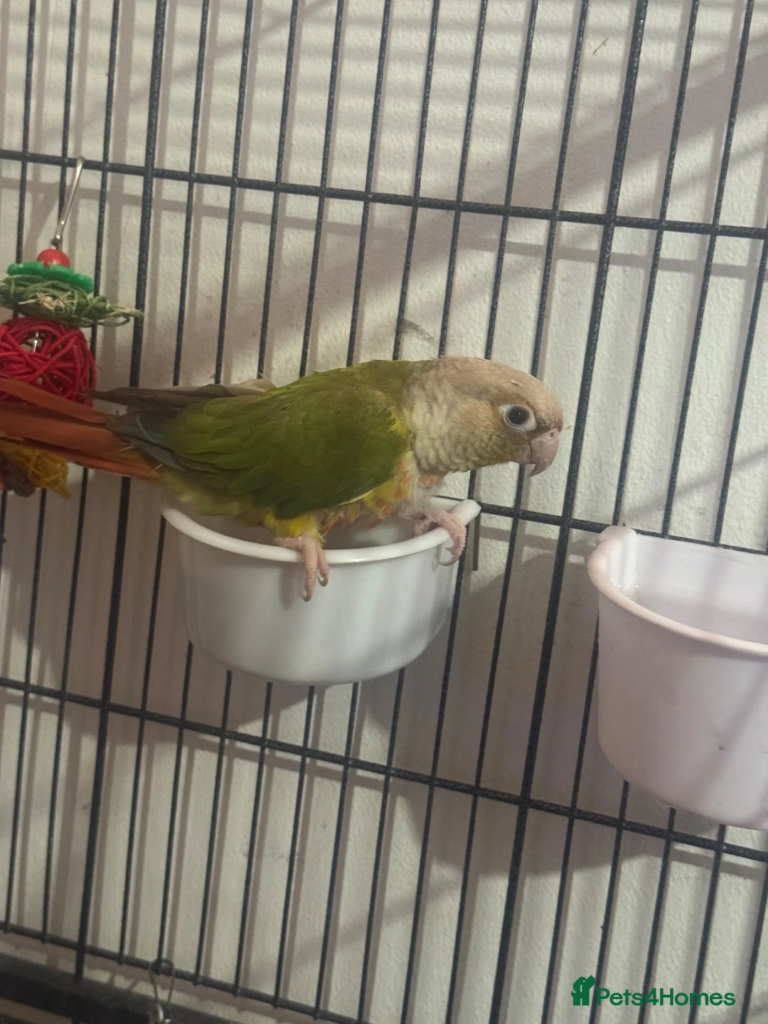 Parrots birds for sale: Sun conure in Colchester - Advert 1