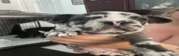 French Bulldog dogs for sale: All girls  - Advert 6